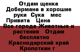 Отдам щенка Добермана в хорошие руки. Сука 5 мес. Привита › Цена ­ 5 000 - Все города Животные и растения » Отдам бесплатно   . Краснодарский край,Кропоткин г.